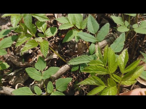Видео: Малосолим сныть!