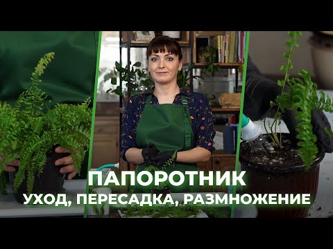 Видео: Как ухаживать за папоротником
