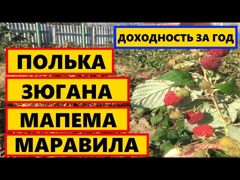 Видео: КАКОЙ СОРТ МАЛИНЫ ЛУЧШЕ ПОСАДИТЬ || САМЫЕ УРОЖАЕЙНЫЙ СОРТ МАЛИНЫ #ПОЛЬКА #ЗЮГАНА  #МАРАВИЛА