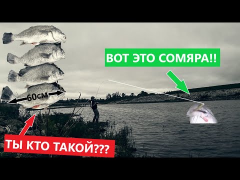 Видео: Сом монстр на силикон с Aliexpress!Рыбалка в Канаде. Lockport,Manitoba catfish and drum  fishing.