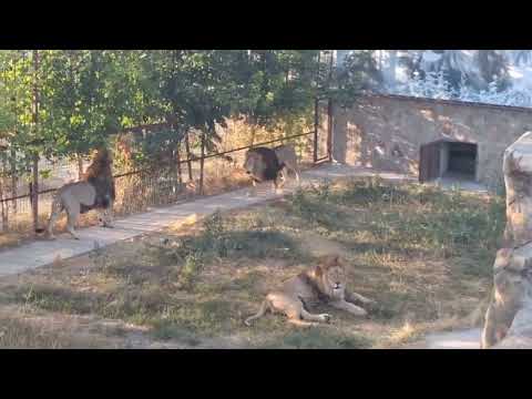 Видео: Друзья,  кто со мной на прогулку по Тайгану?) 