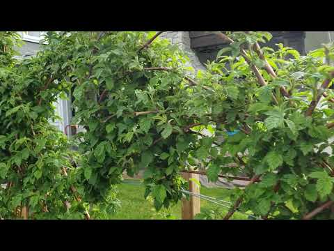 Видео: Как ухаживать за малиновой грядкой для более организованного роста ягод