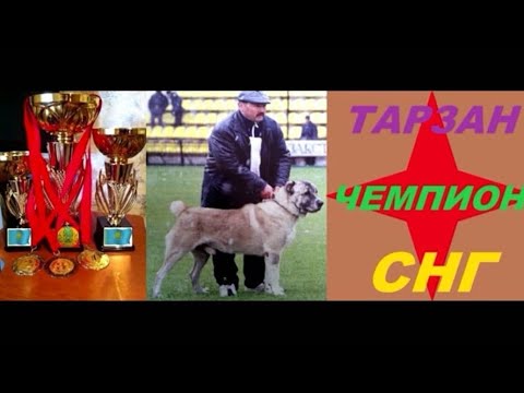 Видео: Алимкулов Нурлан Жанбырбайулы Основатель Линии БЕЛЫЙ АРЛАН Международный Судья Орг Комитет Чемп Мира