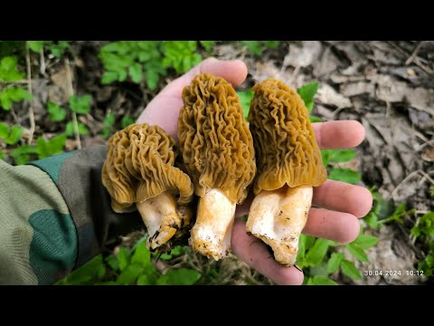 Видео: Огромные сморчковые шапочки на ракетной площадке! Кострома 30.04.24