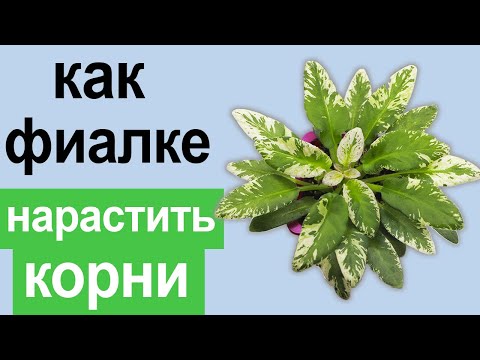 Видео: ПОГИБЛА фиалка или ВЫЖИЛА? Такое видео должно быть на КАНАЛЕ! Спасу или нет?....  Я делаю так