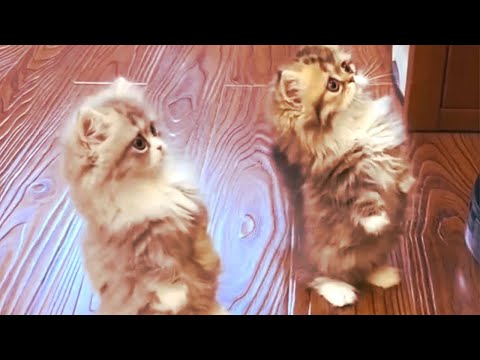 Видео: Funny and cute kittens / Смешные и очень милые котята!