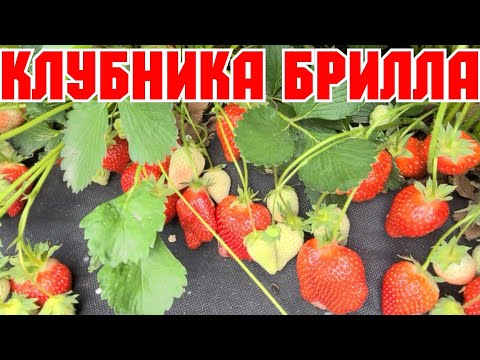 Видео: Клубника Брилла, МЕГА-УРОЖАЙНЫЙ СОРТ!