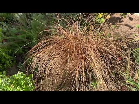 Видео: Декоративные травы, плюсы и минусы.