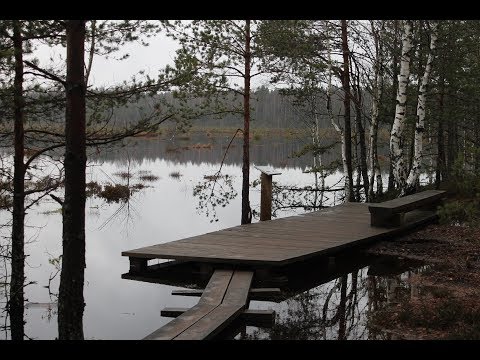 Видео: 25.11.17 Eesti, Viru raba - Эстония, болото Виру