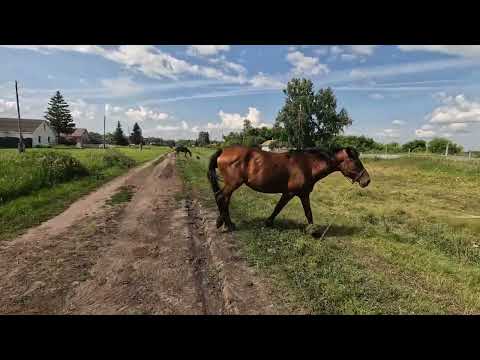 Видео: Деревня Алексеевка(Омский р-н),40 км от г.Омска.Велопоход 8.07.2024г. Village, western Siberia.