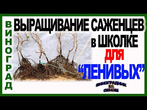 Видео: 🍇 Как вырастить такие саженцы? Необычная школка винограда для ленивых от черенка до саженца.