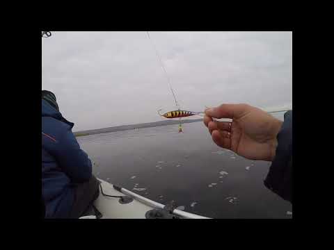 Видео: ловля судака осенью в отвес!