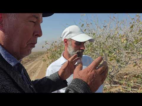 Видео: Сӯҳбат бо муҳандиси пистапарварӣ дар Эрон.