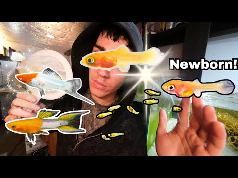 Видео: Кормите РЕДКИХ новорожденных мальков гуппи как профессионал 💧 Крутые живые культуры!
