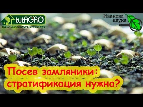 Видео: Не слушайте глупых и всякий бред про стратификацию земляники.