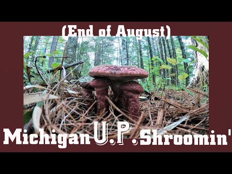 Видео: Грибная охота на Верхнем полуострове Мичигана