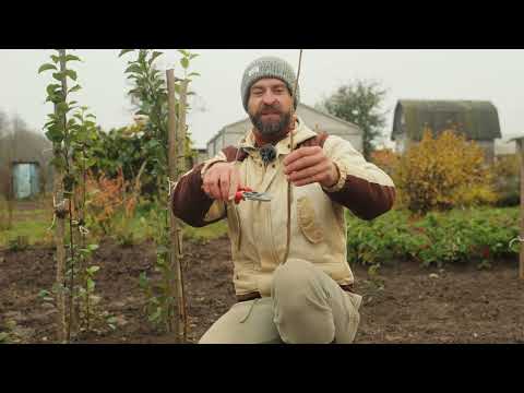 Видео: Бесплатные саженцы ягодных и декоративных кустарников.