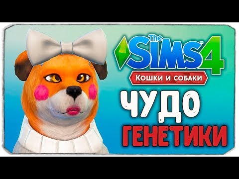 Видео: ЧУДО ГЕНЕТИКИ, ЛИСА - The Sims 4 "Кошки и Собаки"