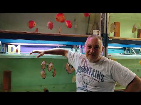 Видео: Живой корм для дискусов , Все ЗА👍 & ПРОТИВ👎 Объясняем все плюсы и минусы # Тема подписчика !