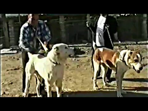 Видео: Гызыл Гаплан из Архива/turkmen alabai from the archive/ Туркменский Волкодав/ Turkmen alabay dog's