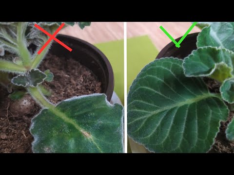 Видео: ПОСАДКА КЛУБНЕЙ ГЛОКСИНИЙ