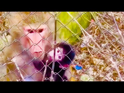 Видео: Новость НЕ ОЧЕНЬ, по моему у Люськиной мамы «расцвела роза» и она загуляла, малыша может бросить!