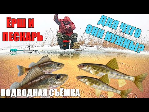 Видео: ЁРШ и ПЕСКАРЬ . Для чего они нужны? Подводная съёмка.
