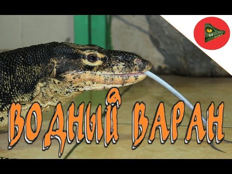 Видео: Знакомимся с водным вараном! (Varanus salvator, полосатый варан)