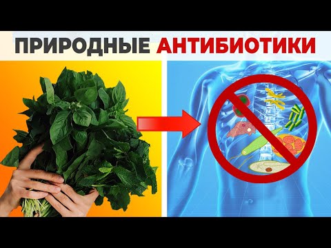 Видео: 14 Cамых Сильных Природных Антибиотиков (Устраняют бактерии из организма).