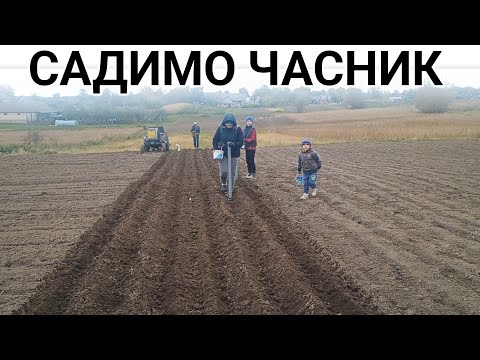 Видео: Садим чеснок сезон 2025г.
