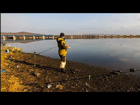 Видео: ЛОВЛЯ КАМБАЛЫ НА ДОНКУ С БЕРЕГА