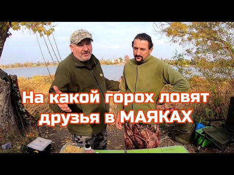 Видео: На какой горох и снасти ловят друзья в Маяках