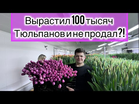Видео: Продажи тюльпанов 6-8 марта! ИТОГИ выгонки тюльпанов!