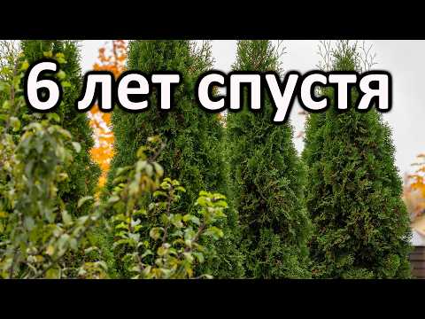 Видео: 6 лет спустя: как выросли мои туи Смарагд у забора | Осенний уход, расстояние, советы