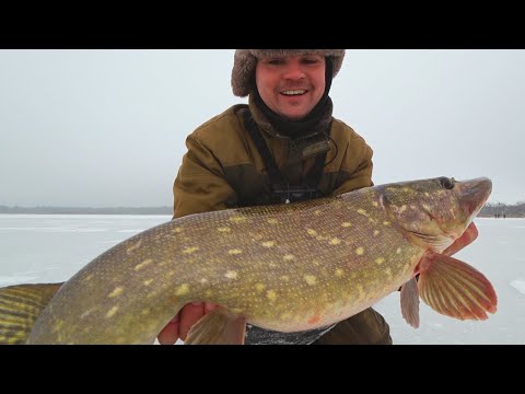 Видео: ЗИМОВА РИБАЛКА 2023-2024! ТРОФЕЙНА ЩУКА на ЖЕРЛИЦЮ! ЛОВЛЯ ОКУНЯ на БЕЗМОТИЛКУ І БЛЕШНЮ! КОНКУРС!