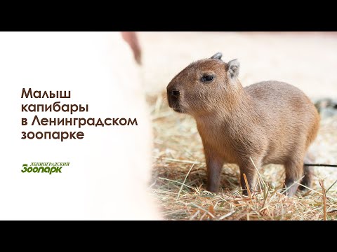 Видео: В Ленинградском зоопарке появился на свет детёныш капибары!