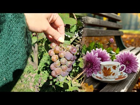Видео: ВЛОГ.🍆🍇🍋🍎