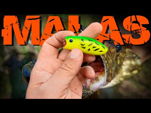 Видео: 🔴 Как ловит Malas на БЕСКЛЕВЬЕ! 🔥🔥🔥