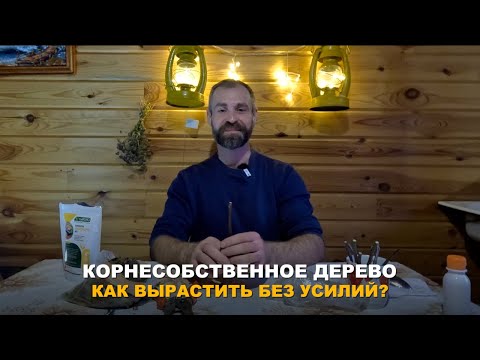 Видео: КОРНЕСОБСТВЕННЫЕ ДЕРЕВЬЯ. Метод выращивания корнесобственных саженцев. Нужен совет по батату.