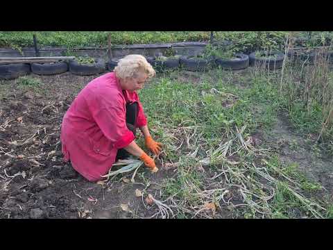 Видео: Урожай цибулі Радар (Рейдер). Садили вперше.