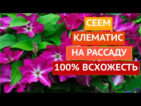 Видео: СЕЕМ КЛЕМАТИС НА РАССАДУ ТАК, ЧТОБЫ ОН 100% ВЗОШЕЛ!!!