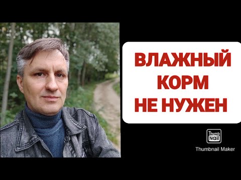 Видео: Почему кошке не нужен влажный корм