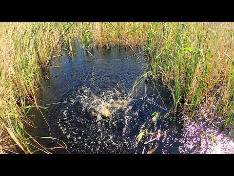Видео: ПРИВЯЗАЛ КАМЕРУ К ПАУКУ И ПОНЕСЛОСЬ!!! ШАЙТАН-ТРУБА СНОВА РАЗДАЁТ! МАТЁРЫЕ КАРАСИ НА ПАУК-ПОДЪЁМНИК