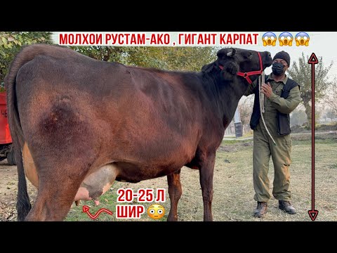 Видео: МОЛҲОИ РУСТАМ-АКО МОЛҲОИ ЭЛИТА 10 ноября 2025 г.