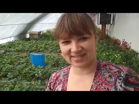 Видео: Зимняя клубника 2020 (1)