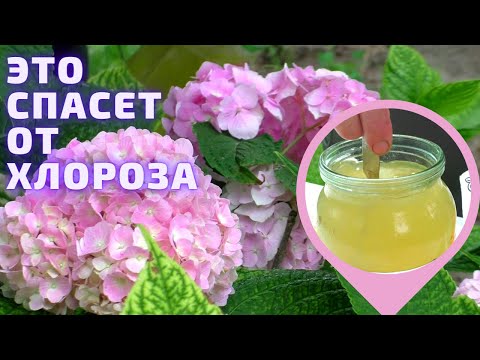 Видео: Борьба с Серьезным ХЛОРОЗОМ ГОРТЕНЗИИ. Мои цветы.