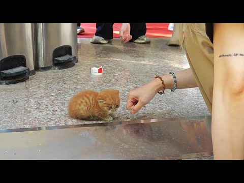 Видео: Пойдём домой со мной, я о тебе позабочусь!
