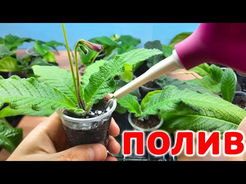 Видео: КАК ПРАВИЛЬНО ПОЛИВАТЬ (ОТПОИТЬ) сухие детки СТРЕПТОКАРПУСОВ?