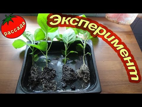 Видео: ПИКИРОВКА БАКЛАЖАН - ЭКСПЕРИМЕНТ