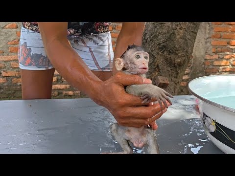 Видео: ЭТОГО МАЛЫША ОБЕЗЬЯНКИ САМОЕ ТРУДНОЕ КУПАТЬ, И ОЧЕНЬ ИЗБАВЛЕННЫЙ! ОЧЕНЬ ИЗНУРИТЕЛЬНЫЙ